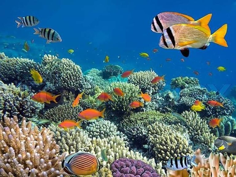 Scuba Diving In Kenya
