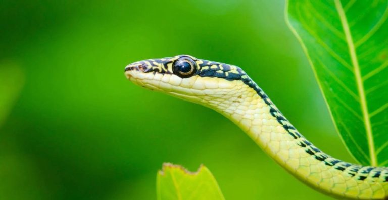 green mamba