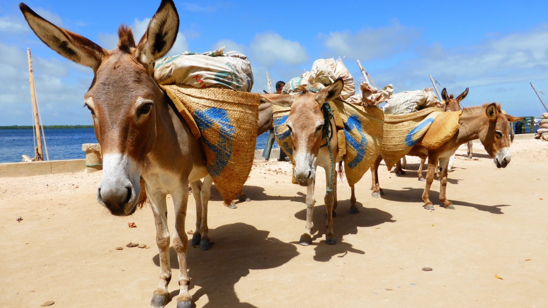 Donkeys on lamu island