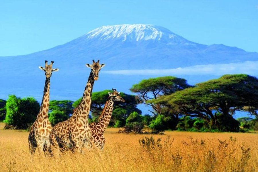 Kilimanjaro Special-( Tsavo West, Amboseli & Tsavo East Safari)