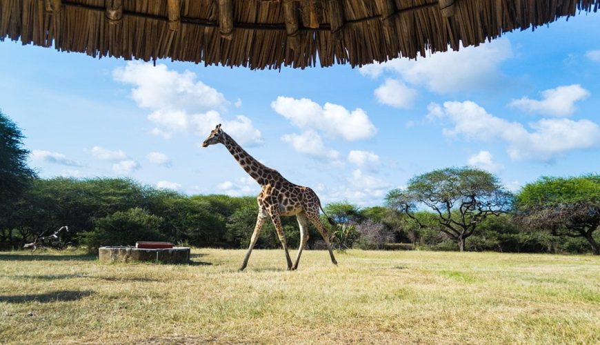 Nguuni Nature Sanctuary: A Serene Refuge for Giraffe Lovers