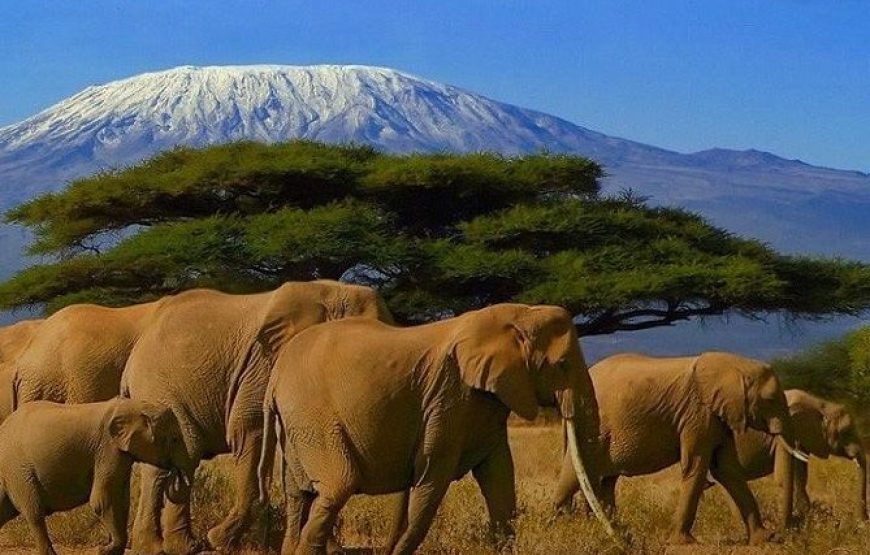 Kilimanjaro Special-( Tsavo West, Amboseli & Tsavo East Safari)