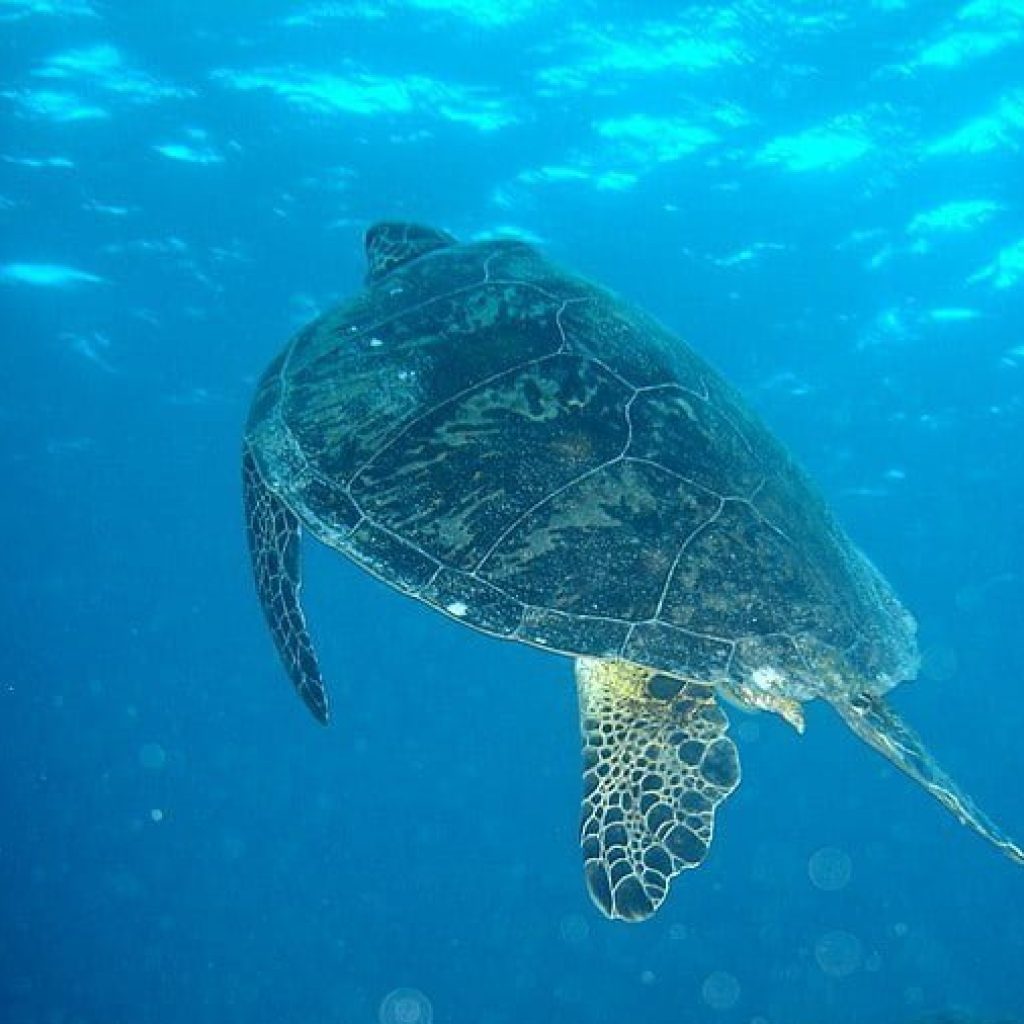 Watamu Marine Park