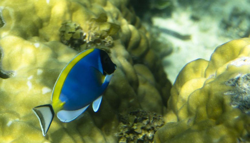 Kiunga Marine National Reserve