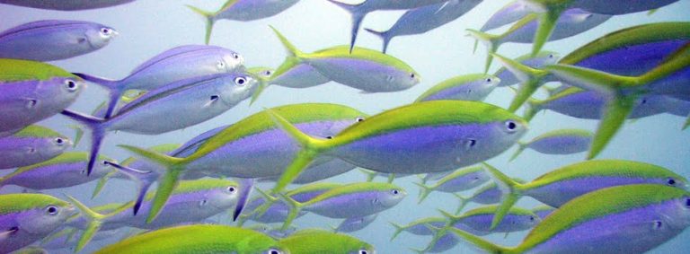 Malindi Marine Park and Reserve