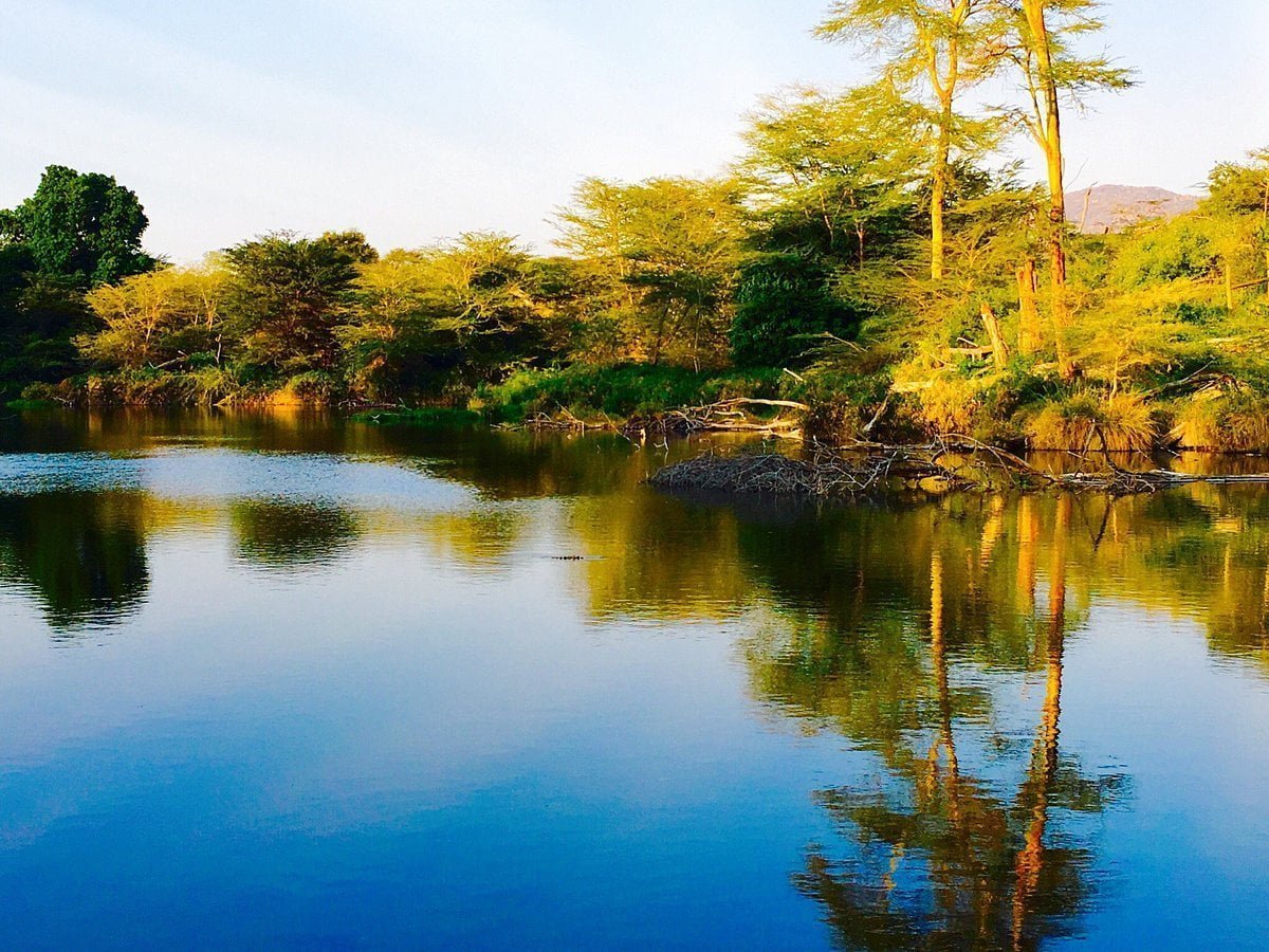 Mzima Springs: A Wildlife Haven