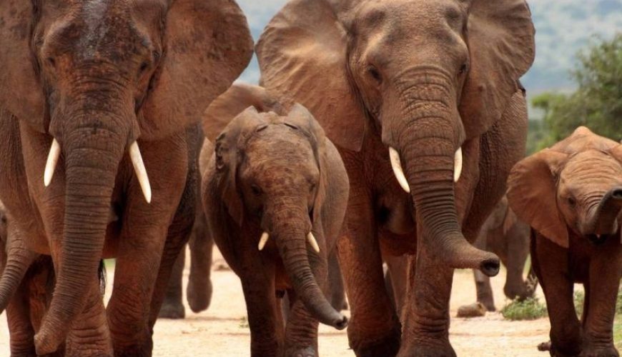 Elephants at Tsavo East National Park