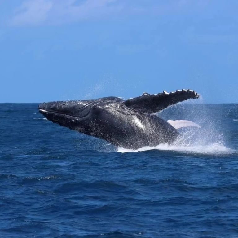 The Whale Watching Season Begins