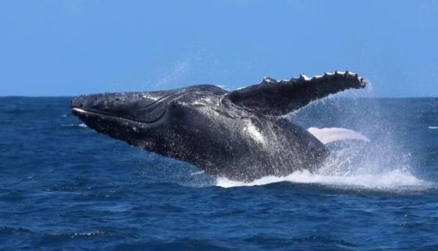 The Whale Watching Season Begins