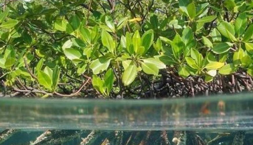 World Mangrove Day