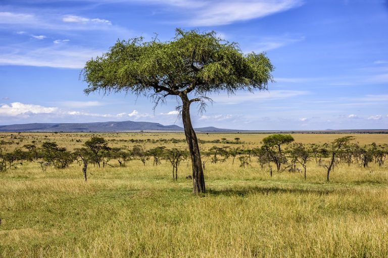 13th November Declared National Tree Planting Day.