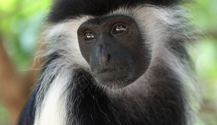 Save the Colobus Monkeys: Join the Fight Against Electrocution