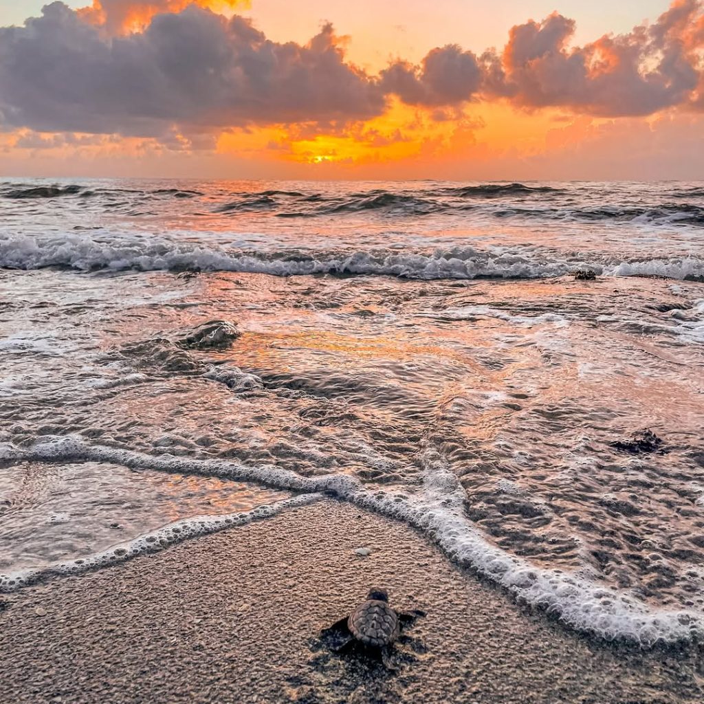 Sea turtle hatchling crawling toward the ocean at sunrise on Diani Beach, Kenya