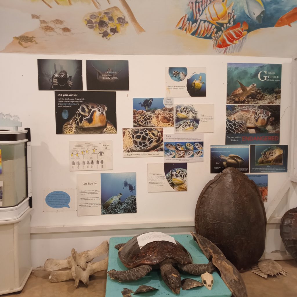 Turtle conservation exhibit with turtle shell display at the Marine Education Centre in Diani