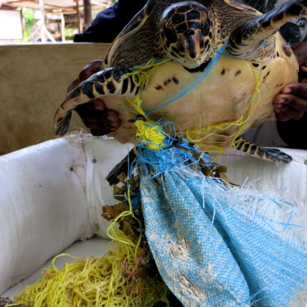 Sea turtle rescued from fishing net entanglement during conservation work on Kenya’s coast