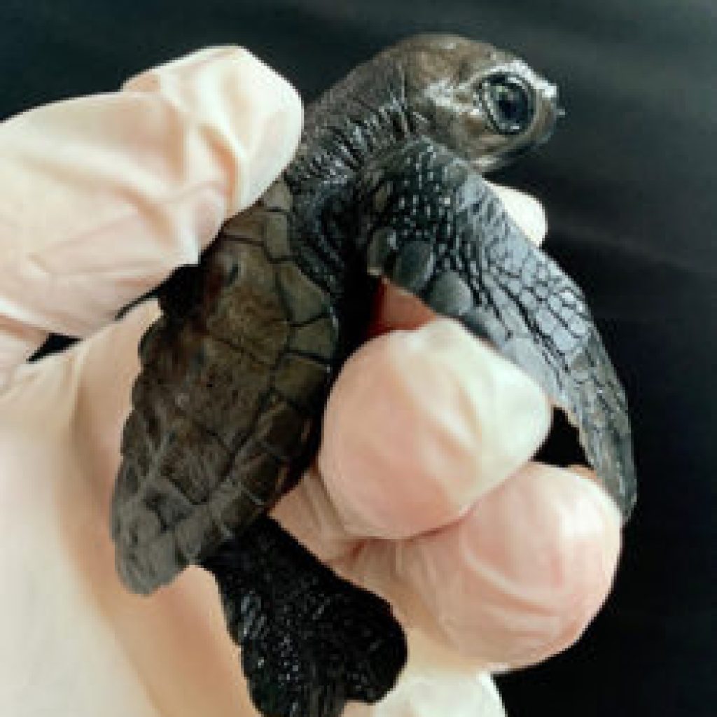 Sea turtle hatchling held carefully in a gloved hand during conservation work in Diani