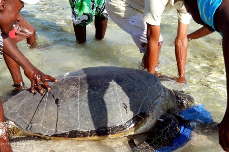 The Quiet Work of Diani Turtle Watch