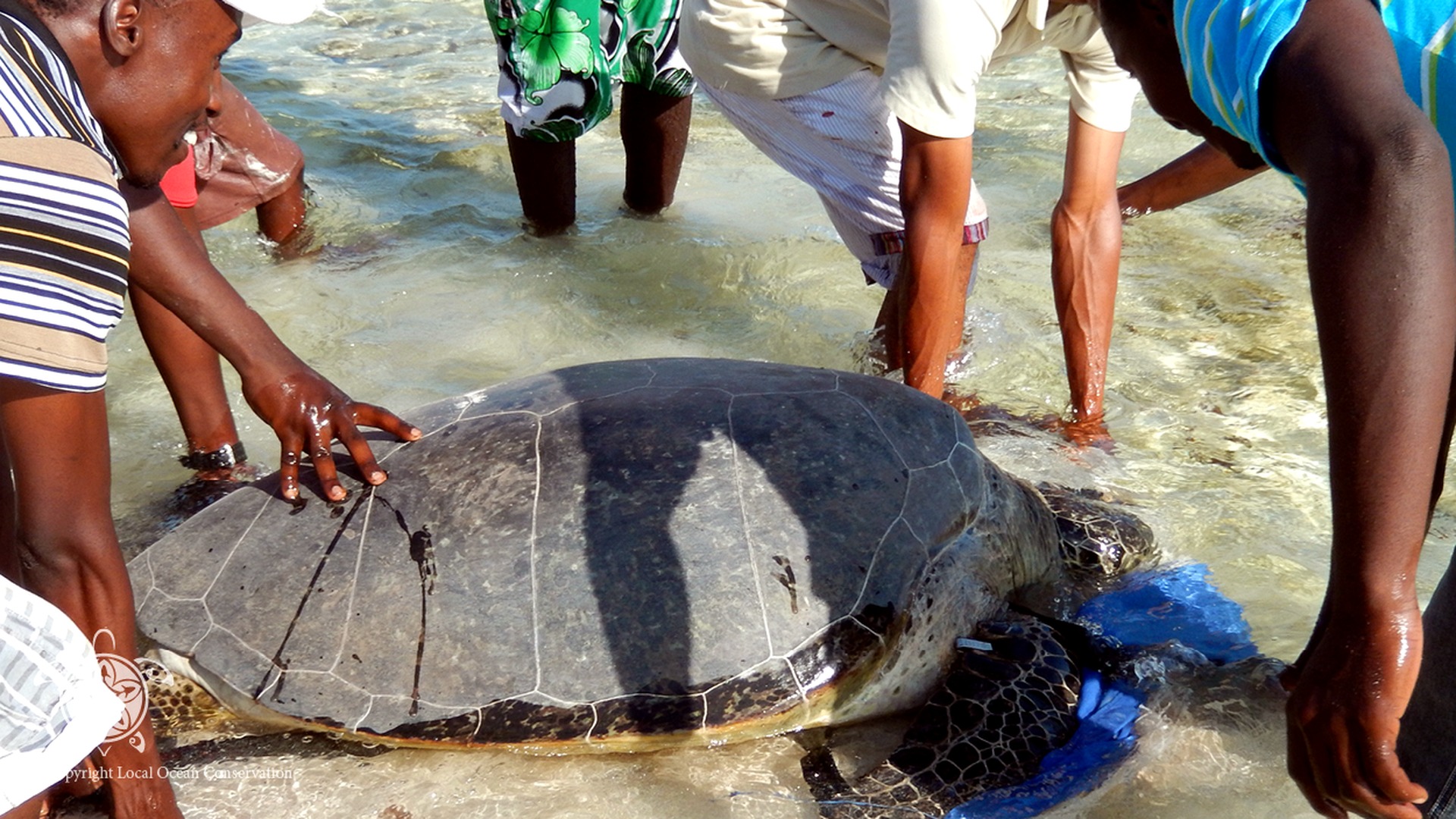 Diani Turtle Watch monitors checking a turtle nest site on Diani Beach, Kenya