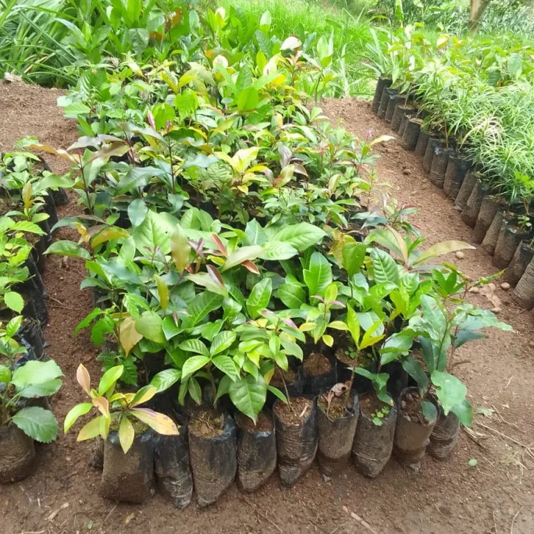 The Plant One Tree Movement Kenya